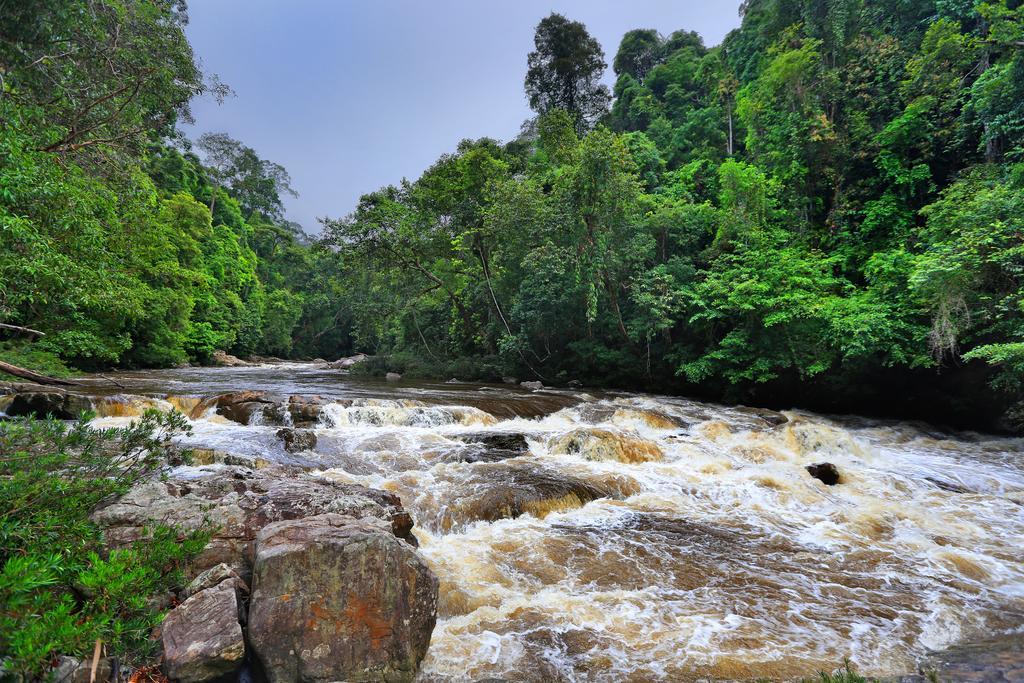 Отель Mutiara Taman Negara Куала-Тахан Экстерьер фото